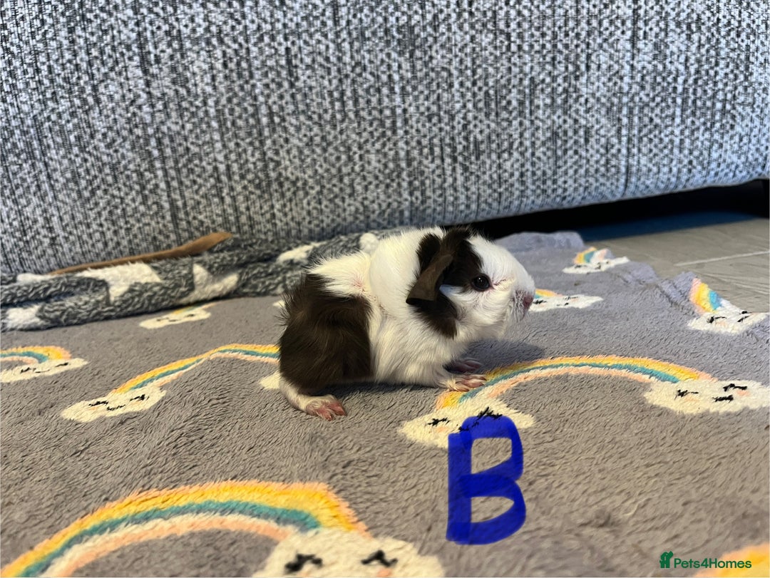 Guinea Pig rodents for sale: 🩷💙Girl and boy baby guinea pigs  - Advert 6