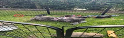 Cairn Terrier dogs for sale: Beautiful KC Reg Cairn Terrier Puppies 🐾  - Advert 20