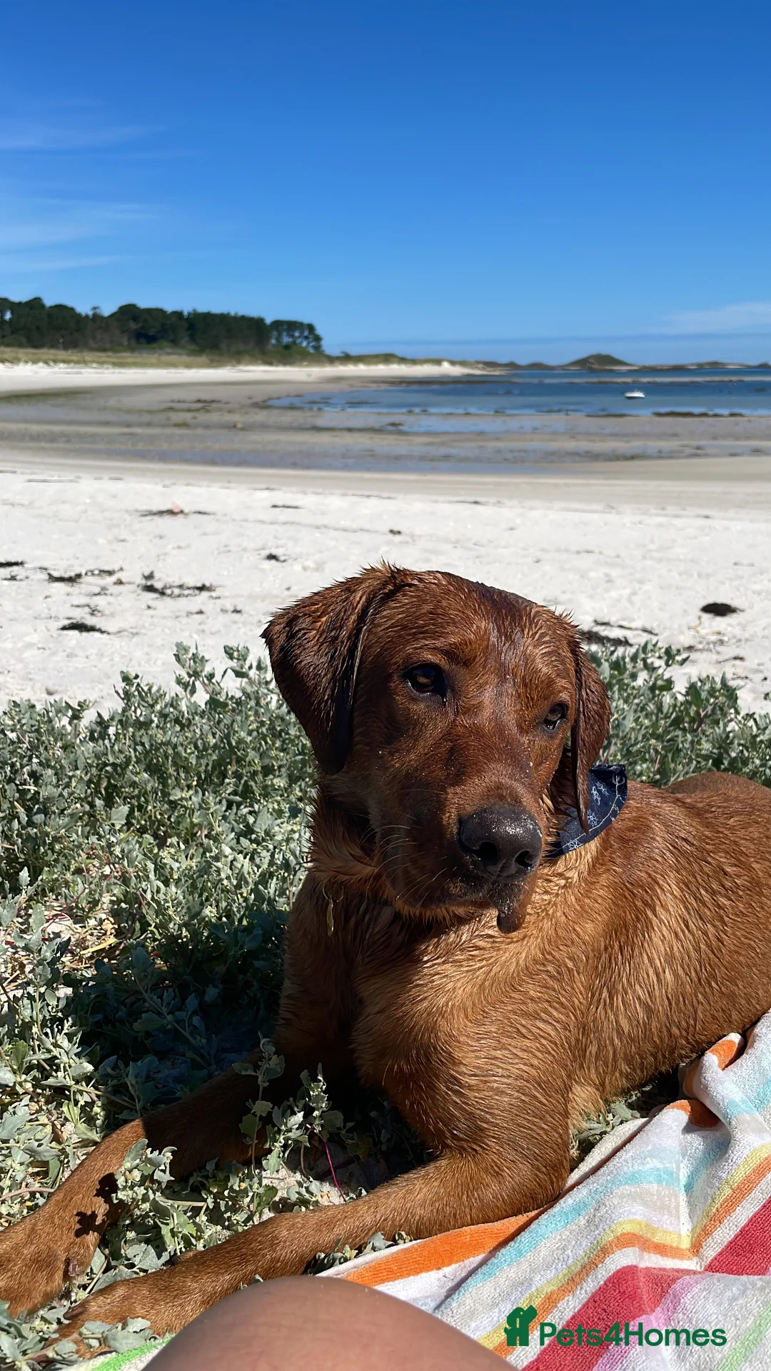 Labrador Retriever dogs for stud: Fox Red Labrador Fully Health Tested KC Registered in Radstock - Advert 2