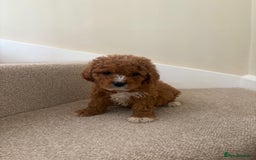 Cavapoo dogs for sale: Stunning F1b Deep Fox Red Toy cavapoos - Image 12