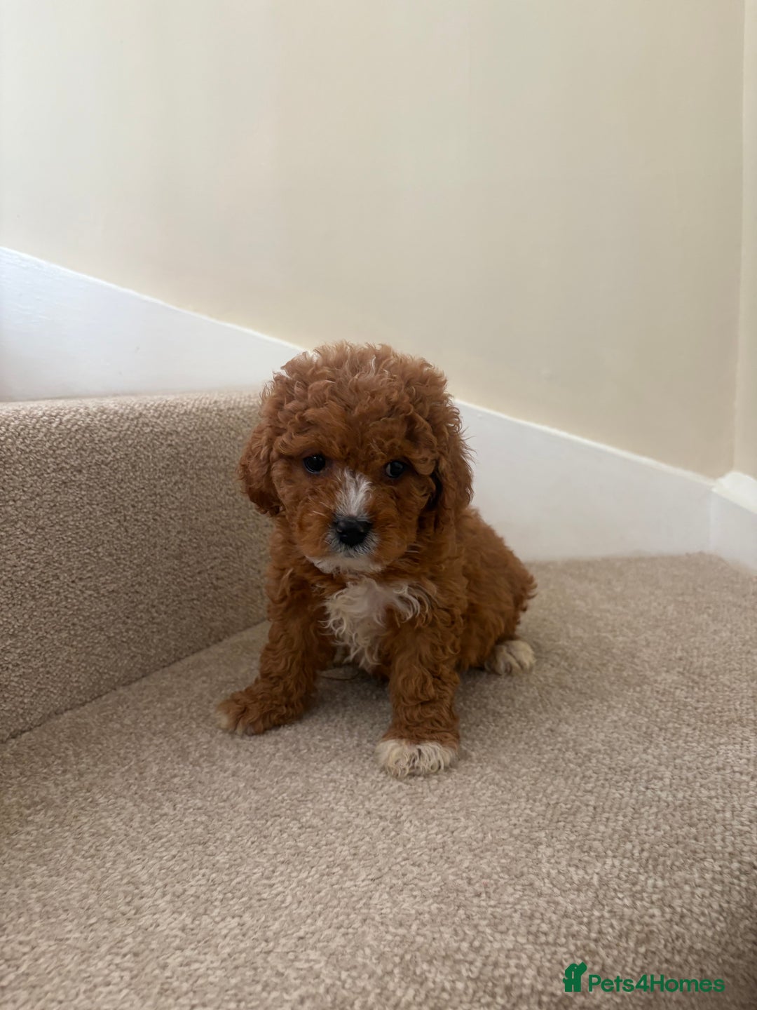 Cavapoo dogs for sale: Stunning F1b Deep Fox Red Toy cavapoos - Image 12