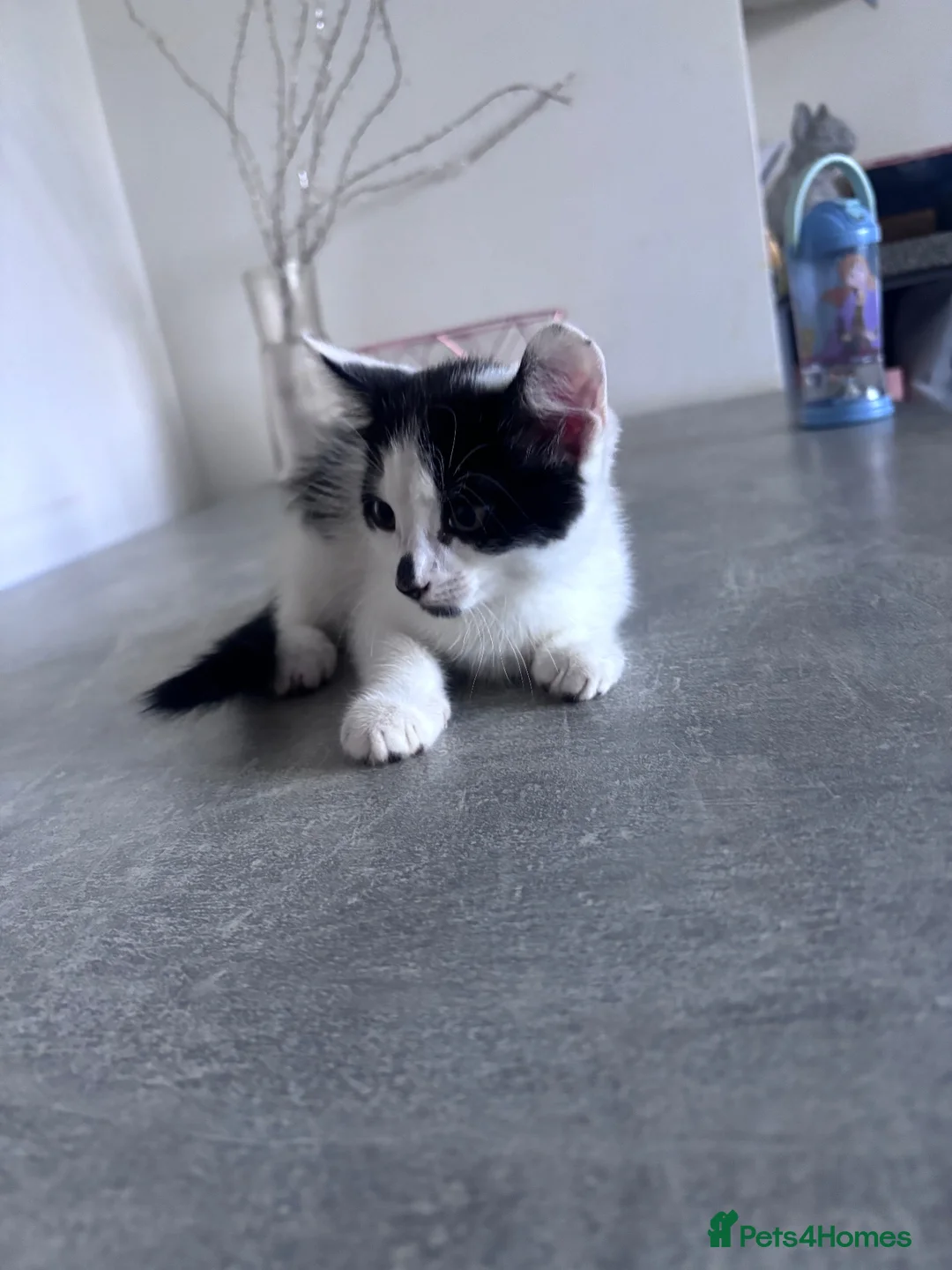 Mixed Breed cats for sale: Kittens for sale.  - Advert 2