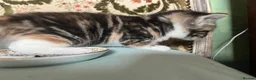 Mixed Breed cats for sale: Beautiful tabby kittens - Advert 12