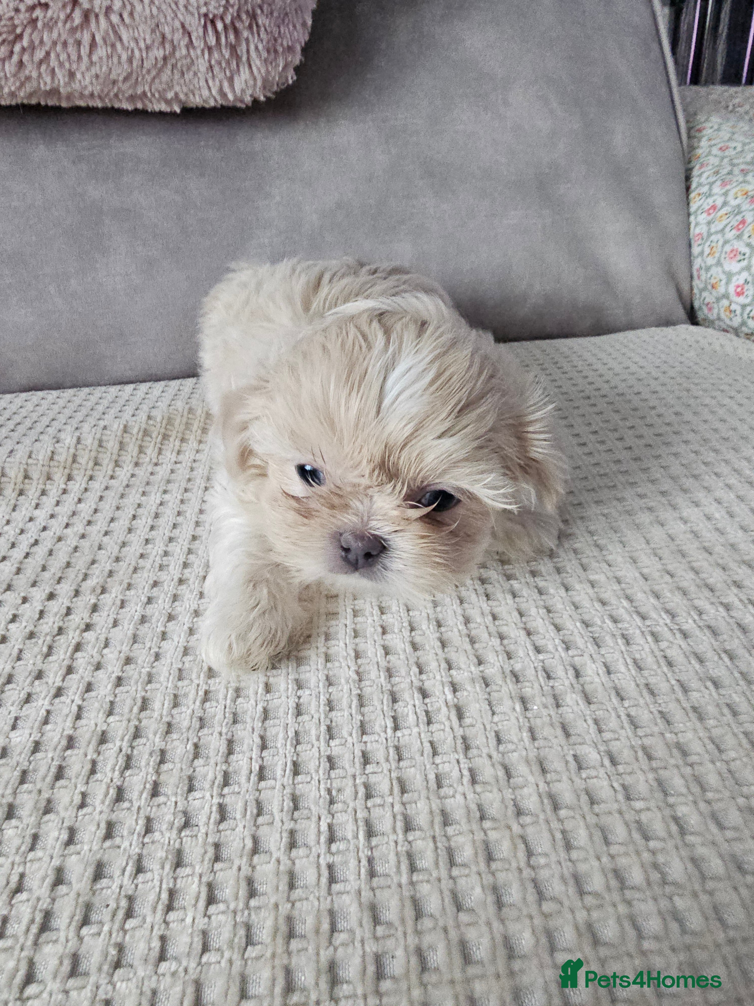 Shih Tzu dogs pure breed imperial shitzu puppies  - Advert 2