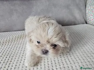 Shih Tzu dogs pure breed imperial shitzu puppies - Advert 2