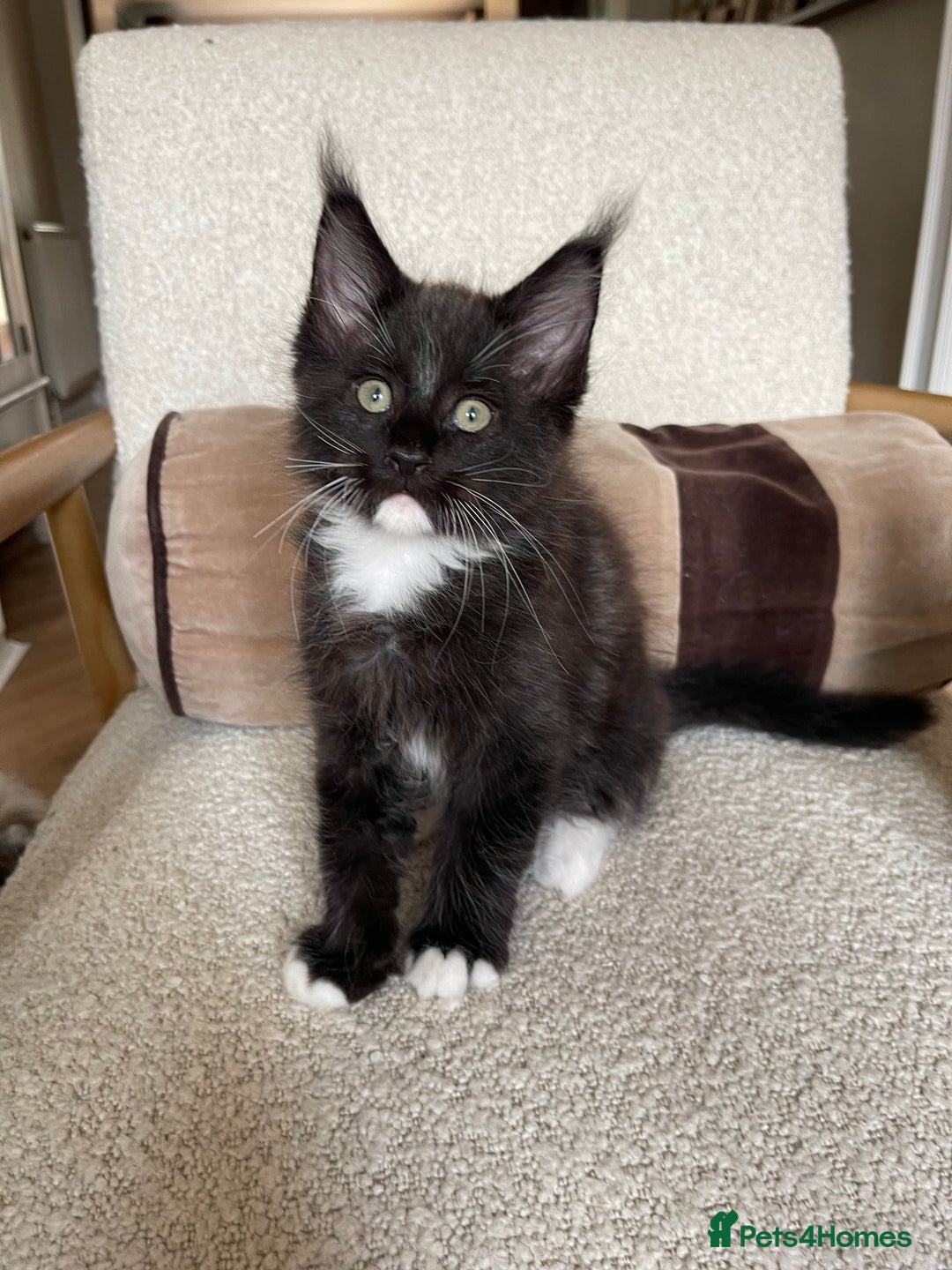 Maine Coon cats for sale: Mainecoons  - Image 10