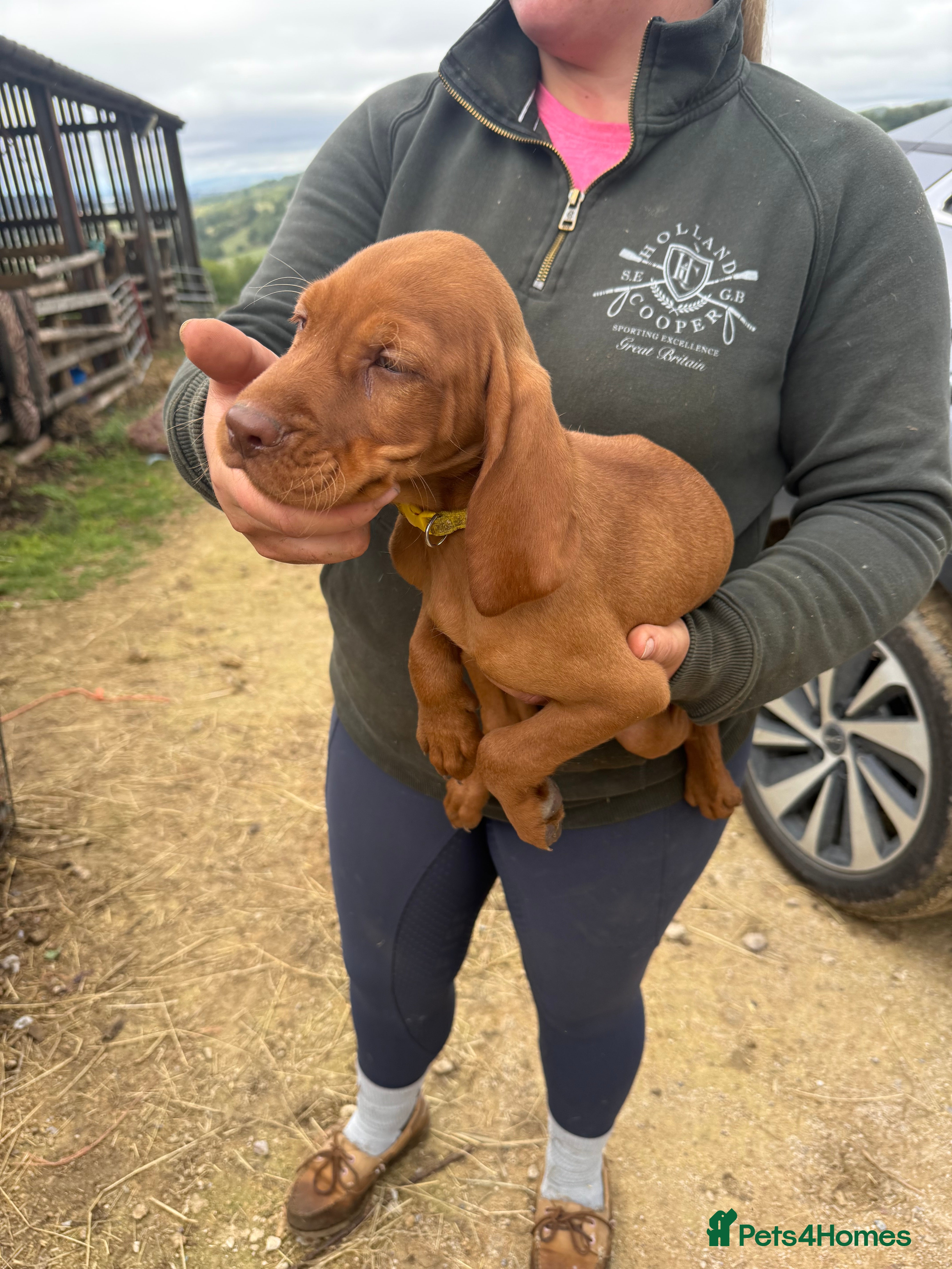 Hungarian Vizsla dogs All very sociable around people and other dogs.  - Advert 2