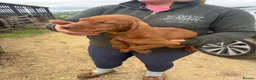 Hungarian Vizsla dogs for sale: All very sociable around people and other dogs.  - Advert 2