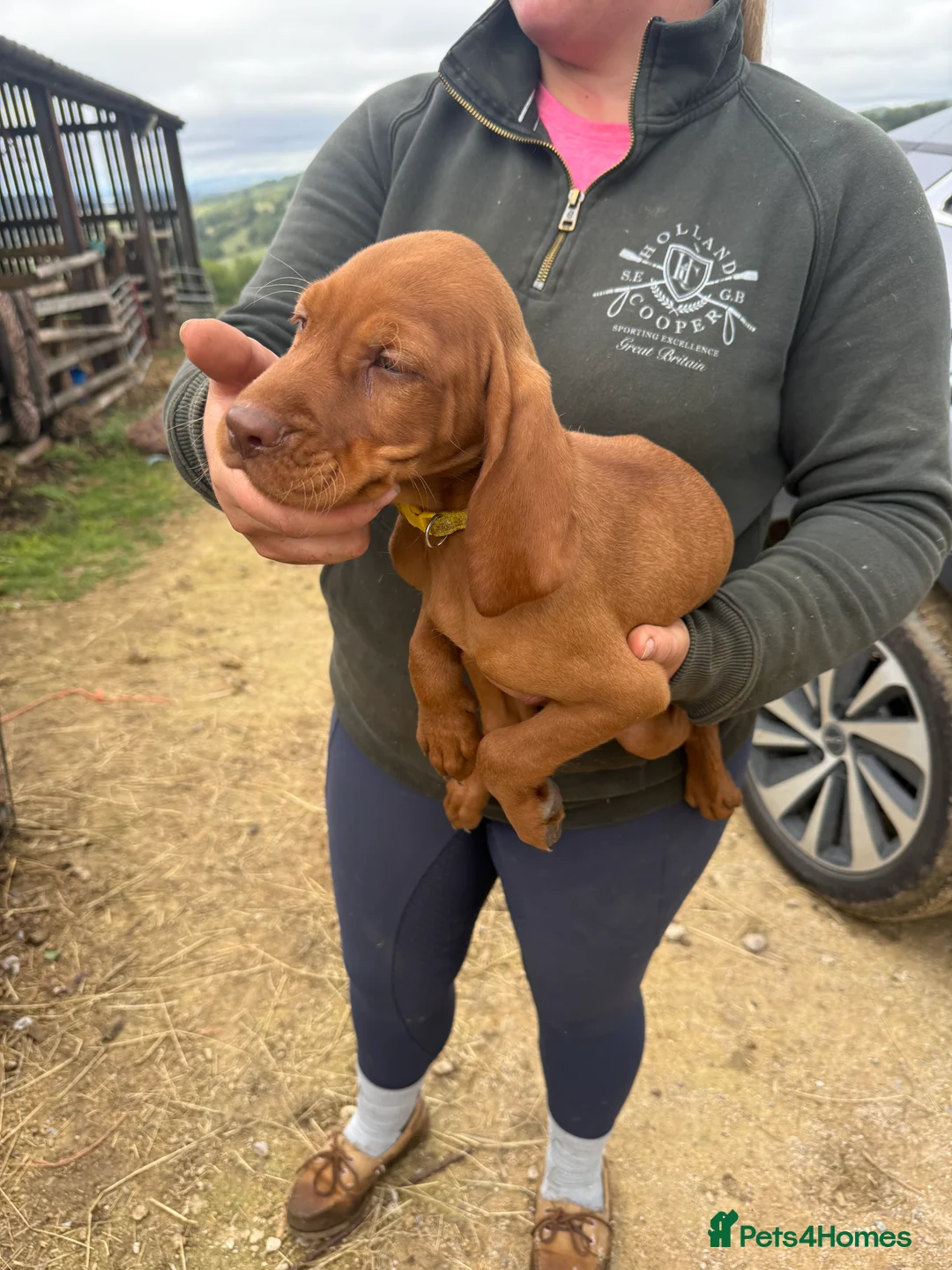 Hungarian Vizsla dogs for sale: All very sociable around people and other dogs.  - Advert 2