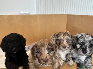 Cockapoo dogs F2b Cockapoo puppies - Advert 4