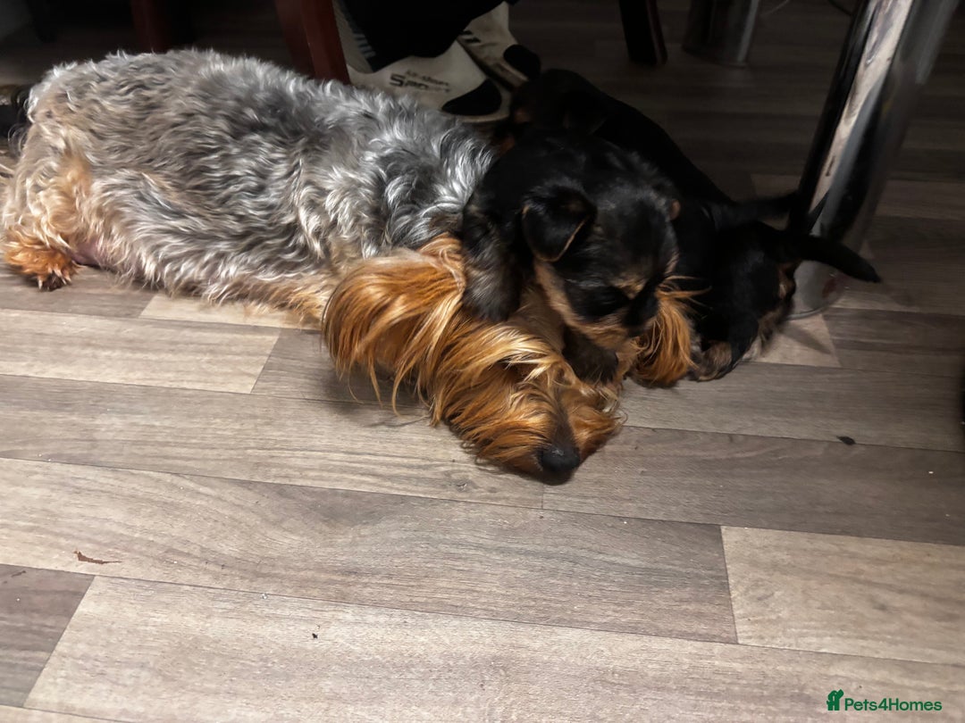 Yorkshire Terrier dogs for sale: Puppy🐶 - Advert 16
