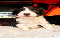 Sprollie dogs for sale: Puppies from Border Collie  - Image 22