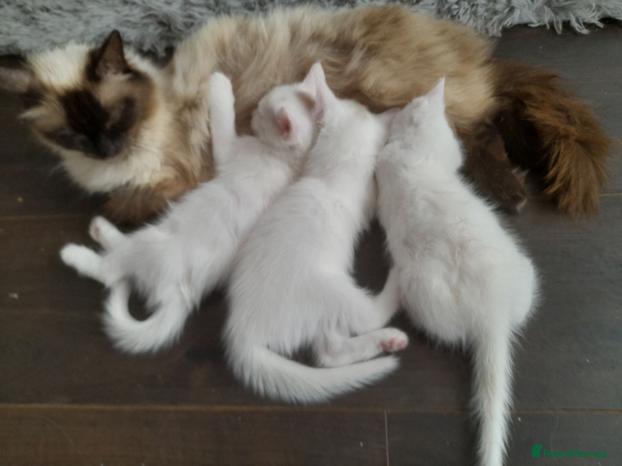 Ragdoll cats One cute white half ragdoll male kitten for sale - Advert 2