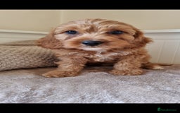 Cavapoo dogs for sale: Gorgeous Cavapoos ready for the perfect home 💖🏡 - Image 9