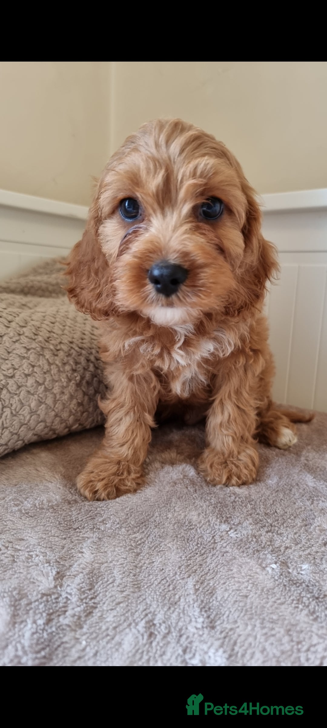 Cavapoo dogs for sale: Gorgeous Cavapoos ready for the perfect home 💖🏡 - Image 9