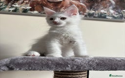 Maine Coon cats for sale: Maine coon kitten  - Image 1