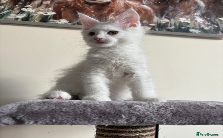 Maine Coon cats - Advert 16