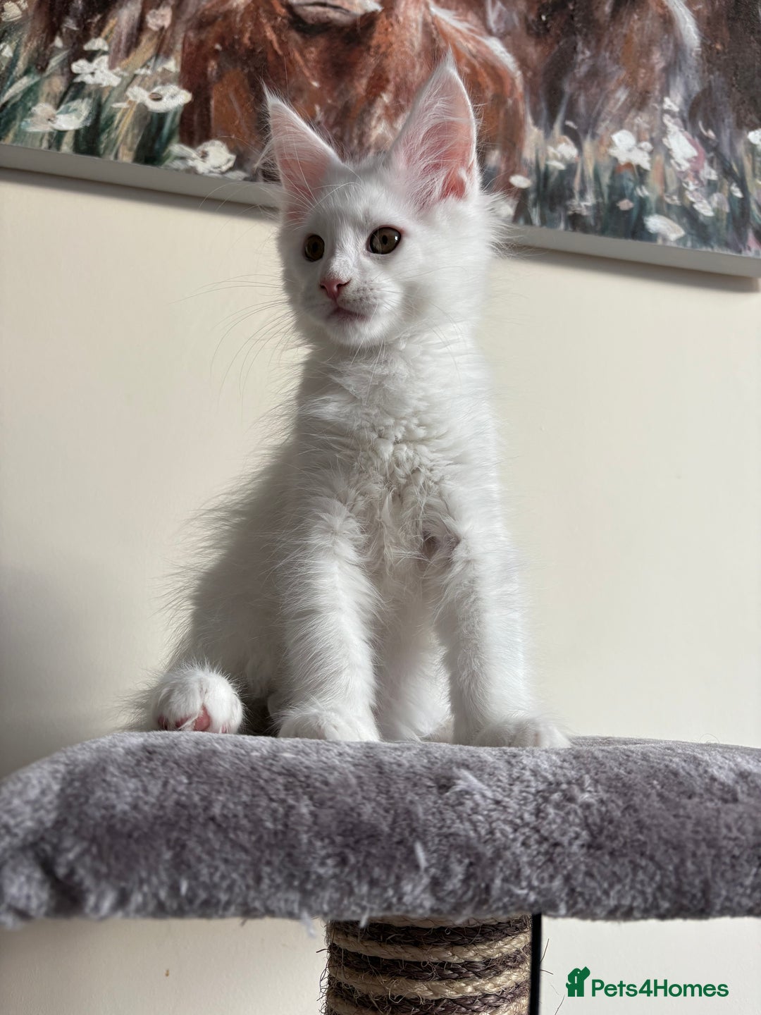 Maine Coon cats for sale: Maine coon kitten  - Image 1