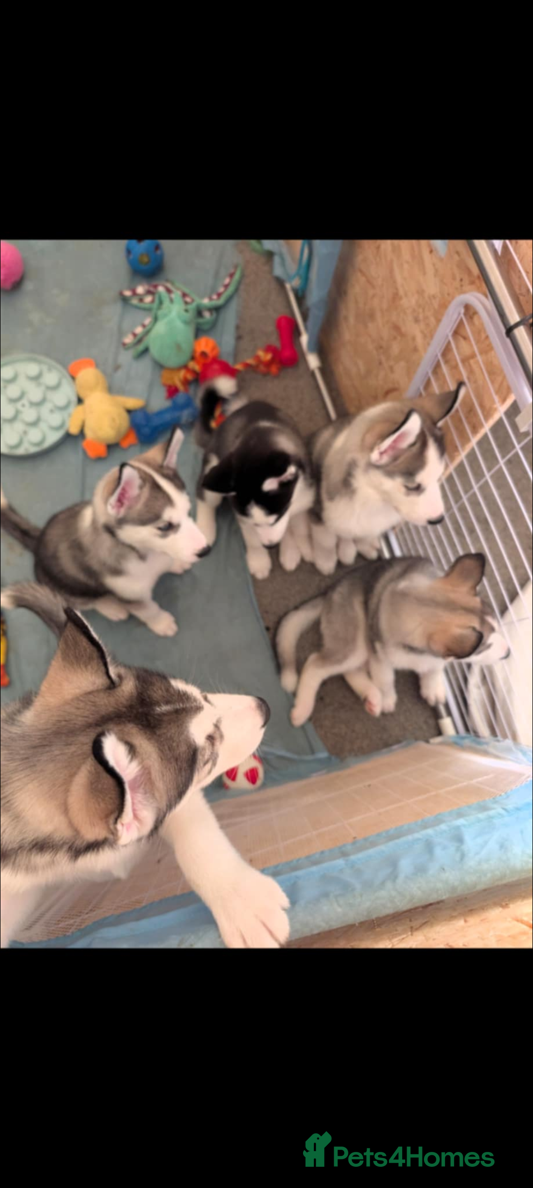 Siberian Husky dogs for sale: Husky  - Advert 3