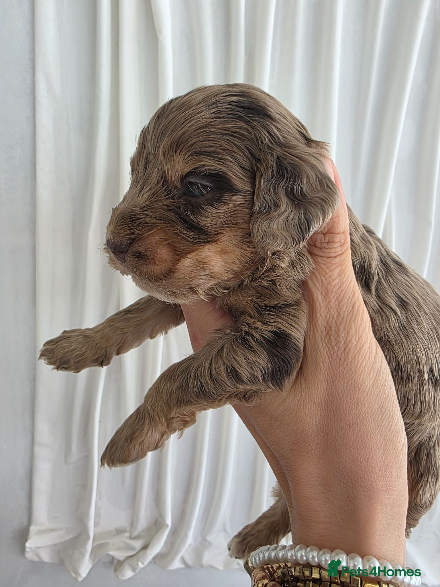 Cockapoo dogs Stunning extensively health tested cockapoos  - Advert 1