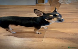 Mixed Breed dogs for sale: Scooby looking for a new loving home - Image 1