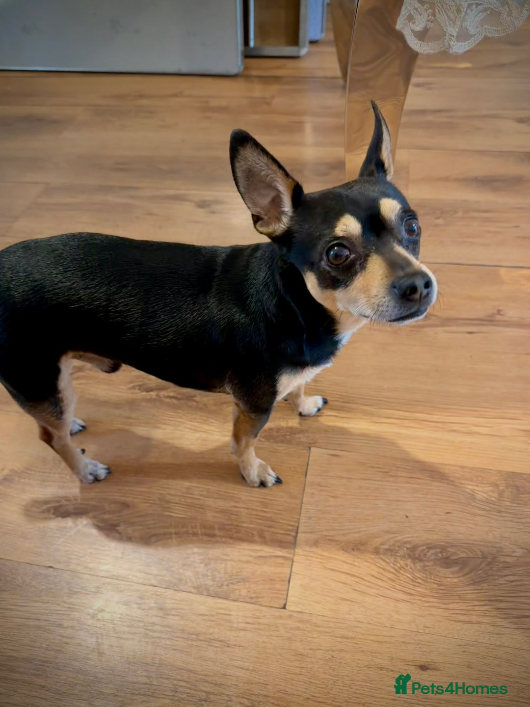 Mixed Breed dogs for sale: Scooby looking for a new loving home - Image 1