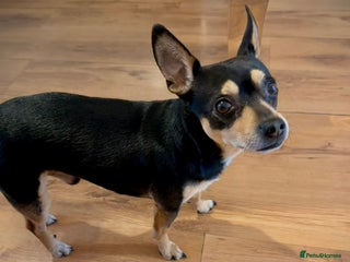 Mixed Breed dogs for sale - Advert 1