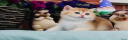 Scottish Fold cats for stud: Import pedigree for stud in Ивсхам - Advert 11