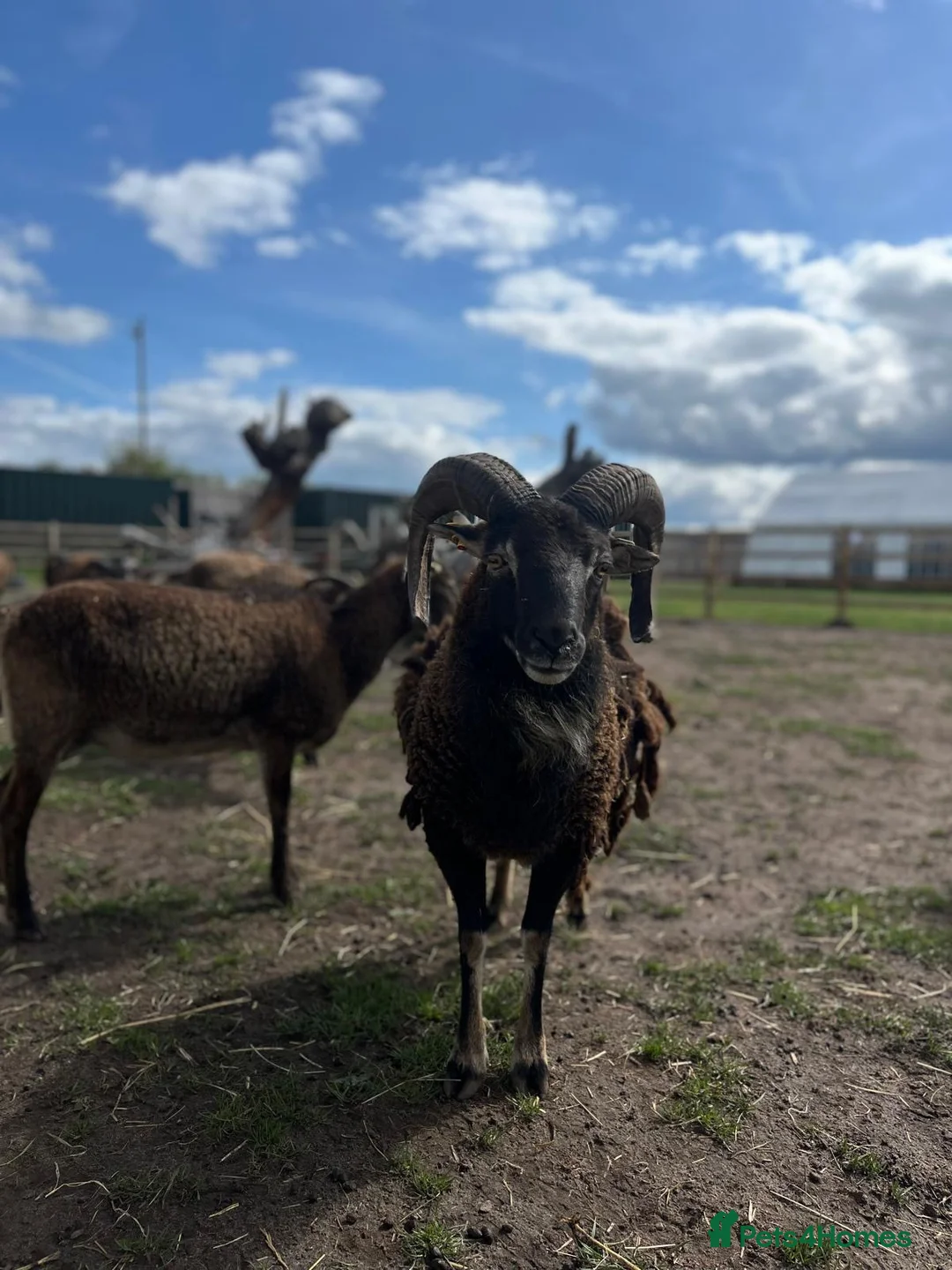 Sheep livestock for sale: Soay Sheep in Crewe - Advert 1