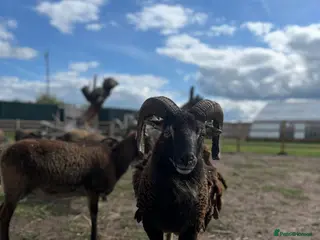 Sheep livestock Soay Sheep in Crewe - Advert 2