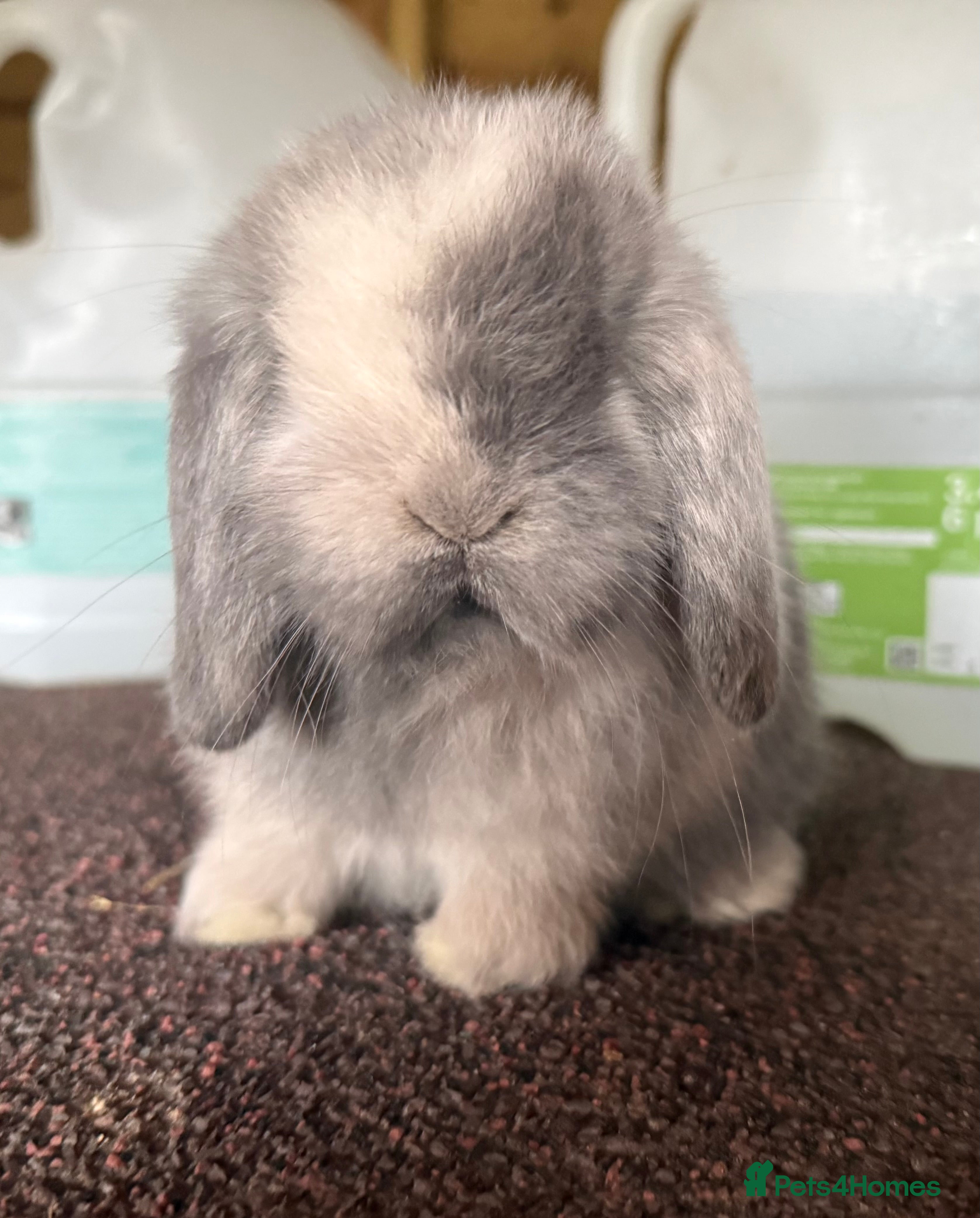 Mini Lop rabbits Blue Sabled mini lop buck - Advert 1