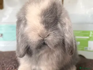 Mini Lop rabbits Blue Sabled mini lop buck - Advert 1