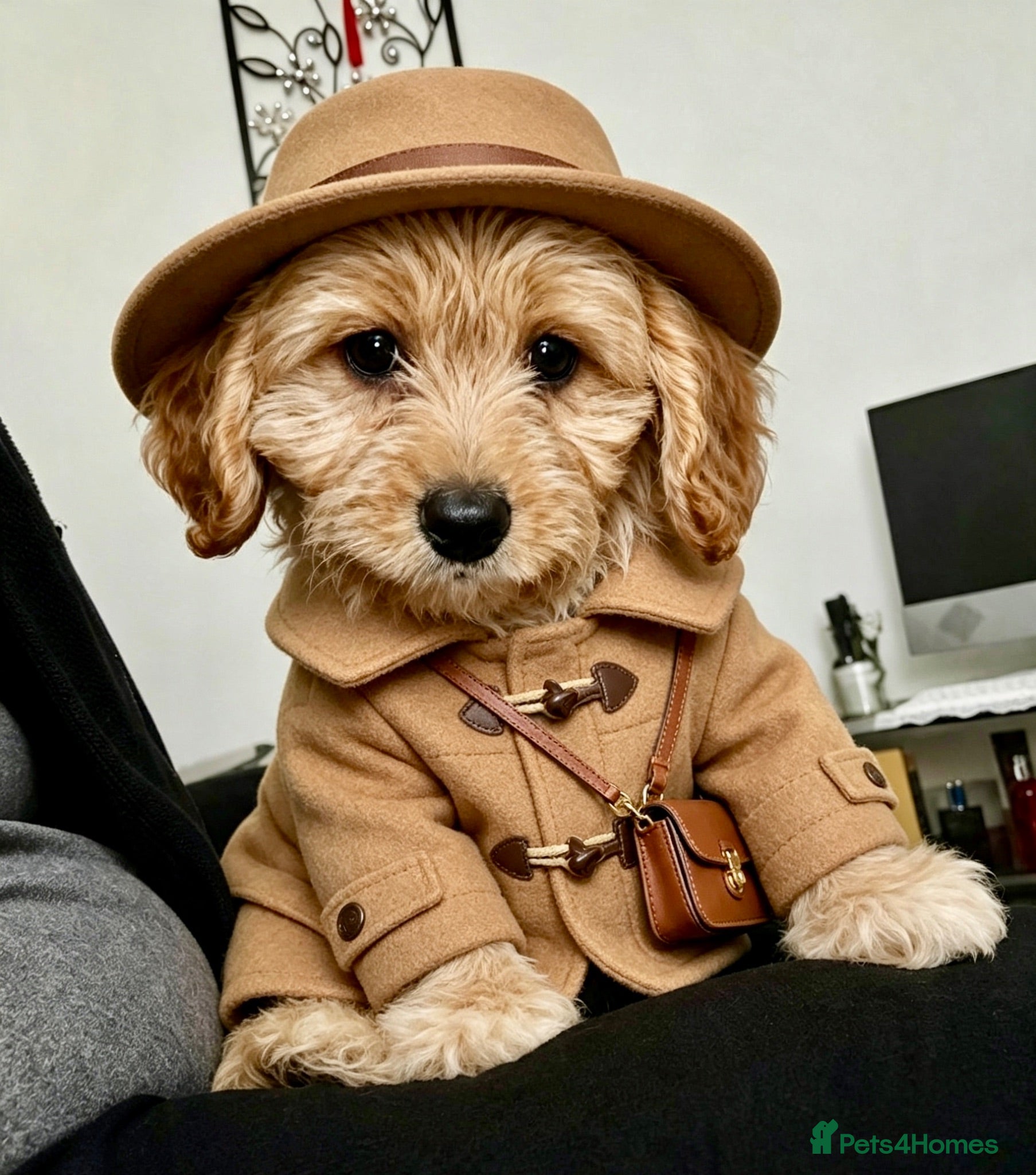 Maltipoo dogs BEAUTIFUL F1B MALTIPOOS READY TO LEAVE! - Advert 12