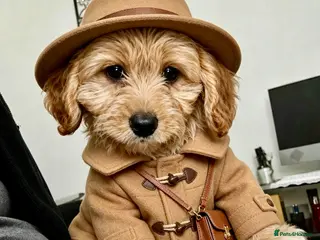 Maltipoo dogs BEAUTIFUL F1B MALTIPOOS READY TO LEAVE! - Advert 2