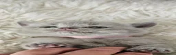 Scottish Fold cats for sale: 3 Scottish Fold Kittens  - Advert 8
