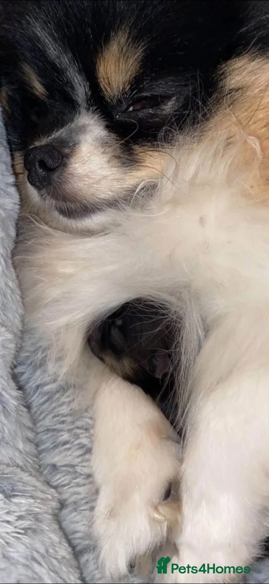 Pomeranian dogs for sale: Beautiful tiny Pom boy  - Advert 2
