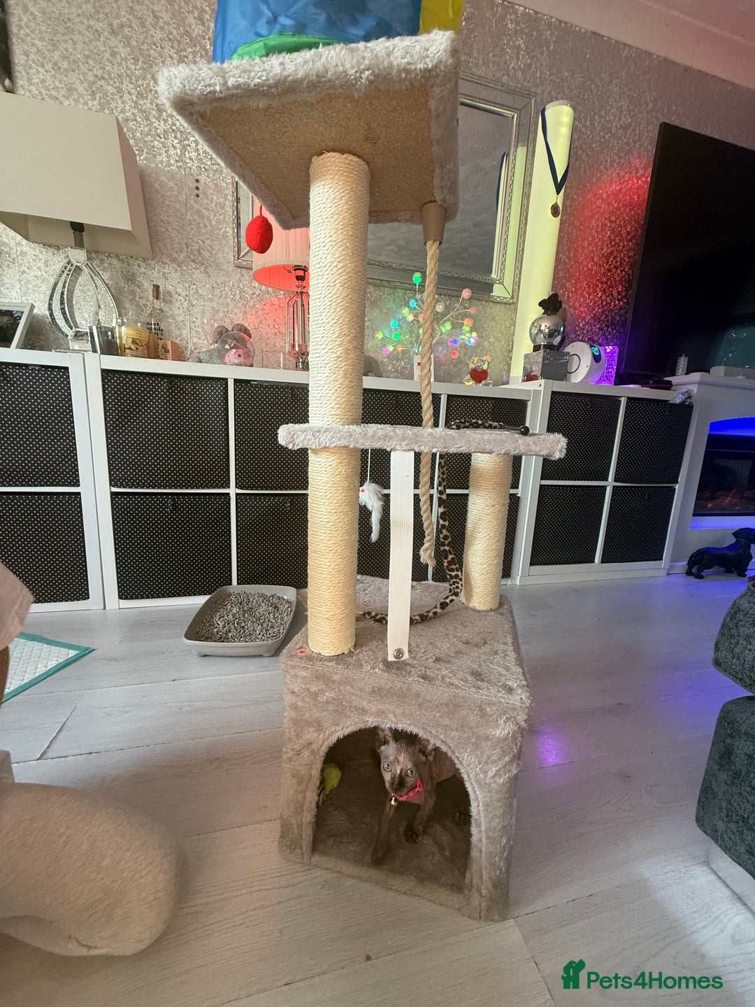 Sphynx cats for sale: Spynx kitten  - Image 6