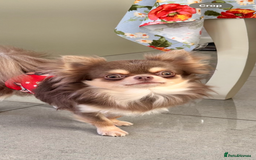 Chihuahua dogs for sale: 💜 Stunning KC lilac and tan male Chihuahua 💜  - Image 2