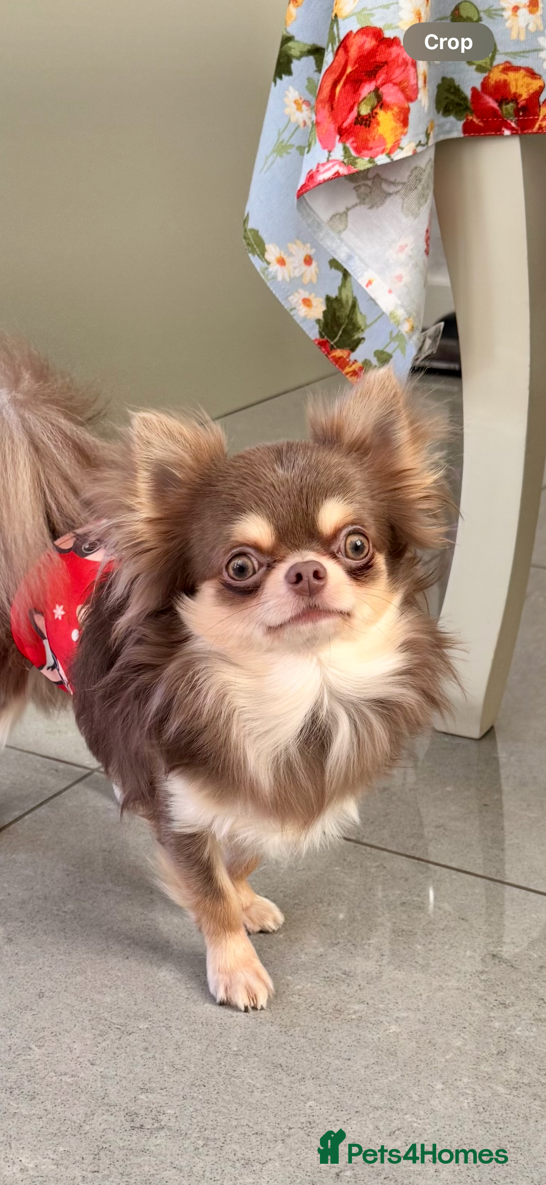 Chihuahua dogs for sale: 💜 Stunning KC lilac and tan male Chihuahua 💜  - Image 2