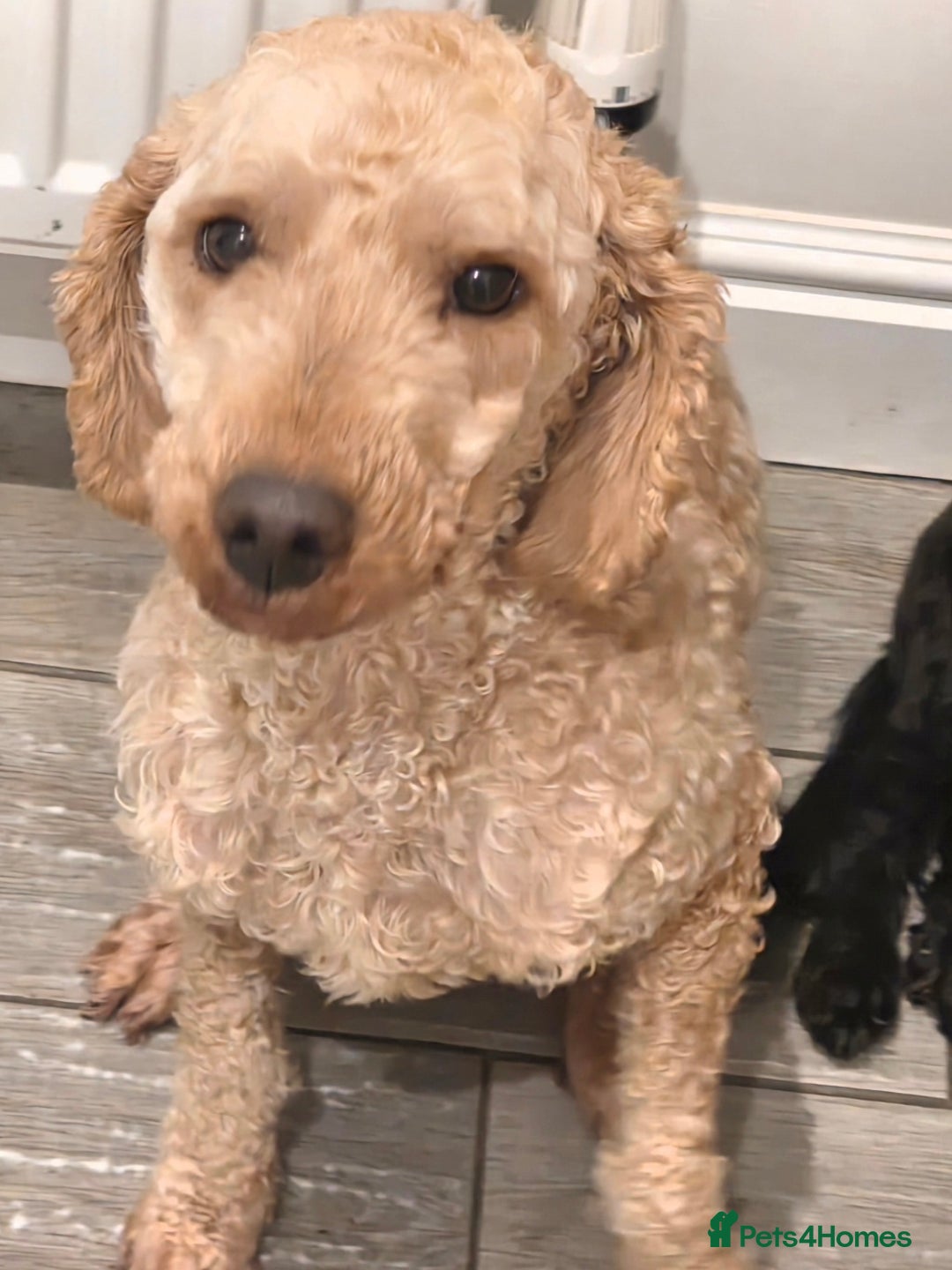 Miniature Poodle dogs for sale: ***FREE Rehoming our beautiful Bruno***  - Advert 3