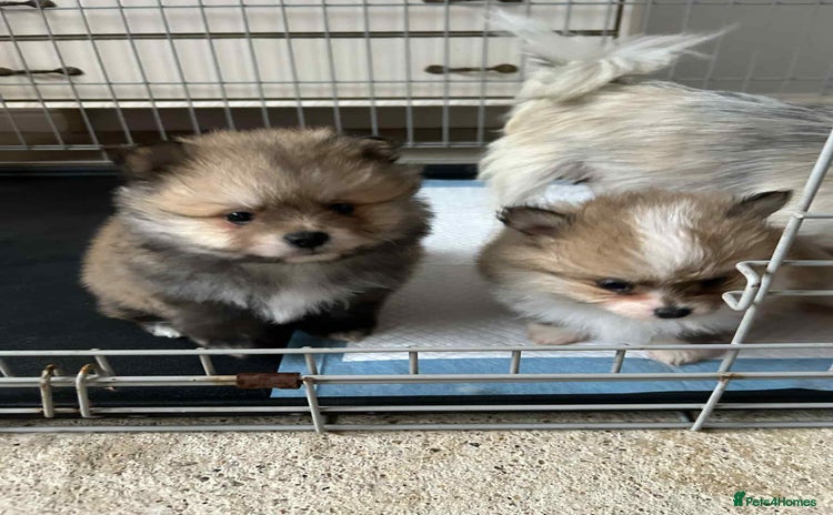 Pomeranian dogs - Advert 1