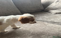Cocker Spaniel dogs for sale: Beautiful girl - Image 5