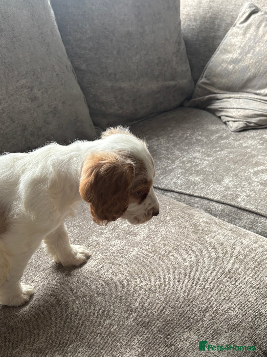 Cocker Spaniel dogs for sale: Beautiful girl - Image 5