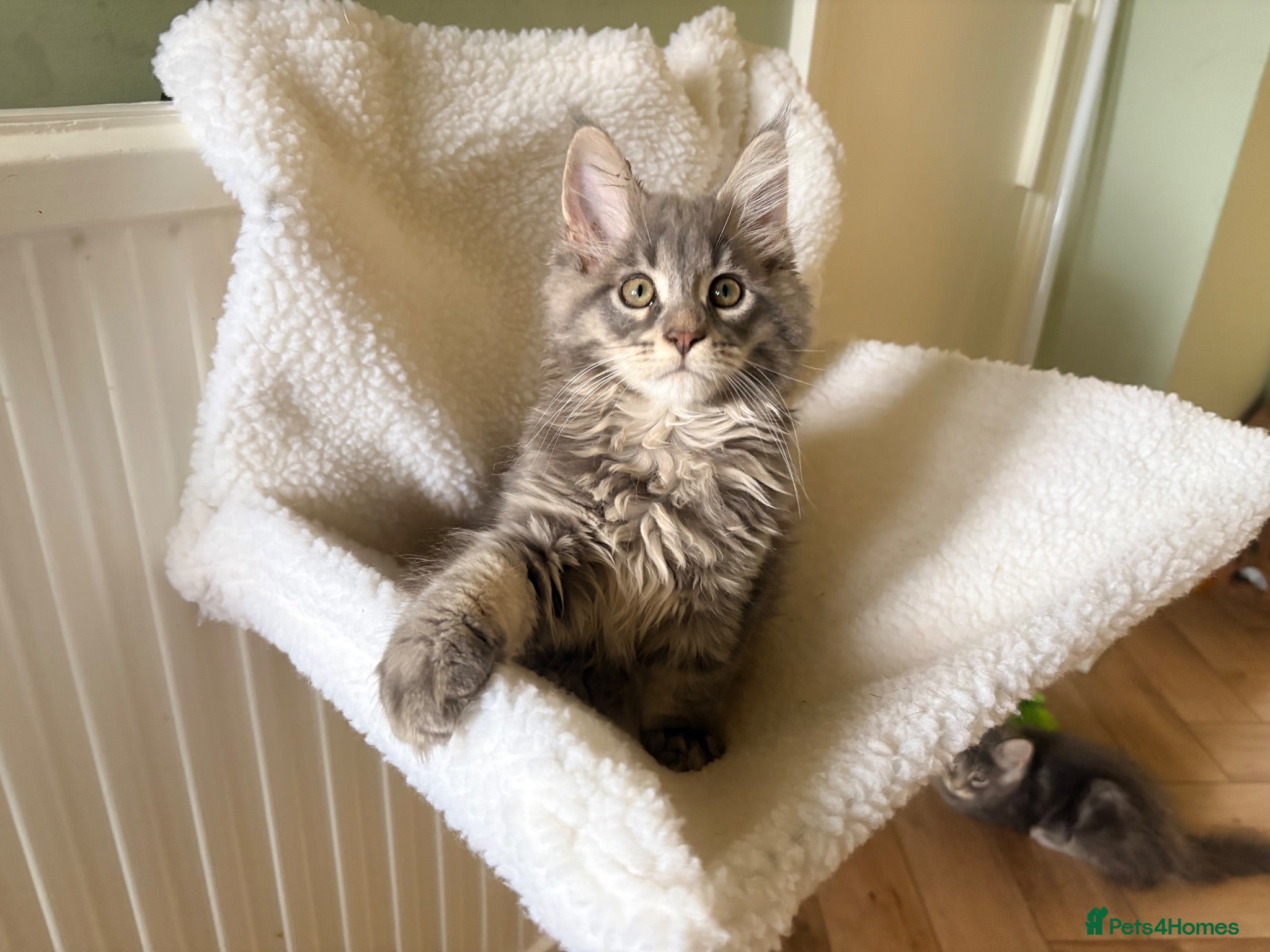 Maine Coon cats READY NOW. Tica registered mainecoon kittens - Advert 2