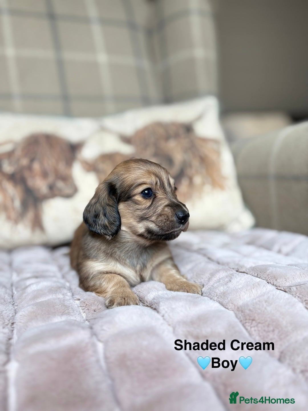 Miniature Dachshund dogs for sale: 🩷LONG HAIRED CREAM DACHSHUNDS🩵 - Advert 17