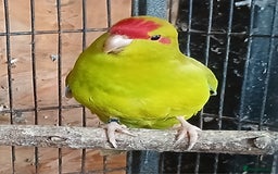 Parakeets birds for sale: Kakariki Male x1 Kakariki Male  - Image 5