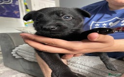 Belgian Shepherd Dog dogs for sale: Belgian malinois puppies - Image 11