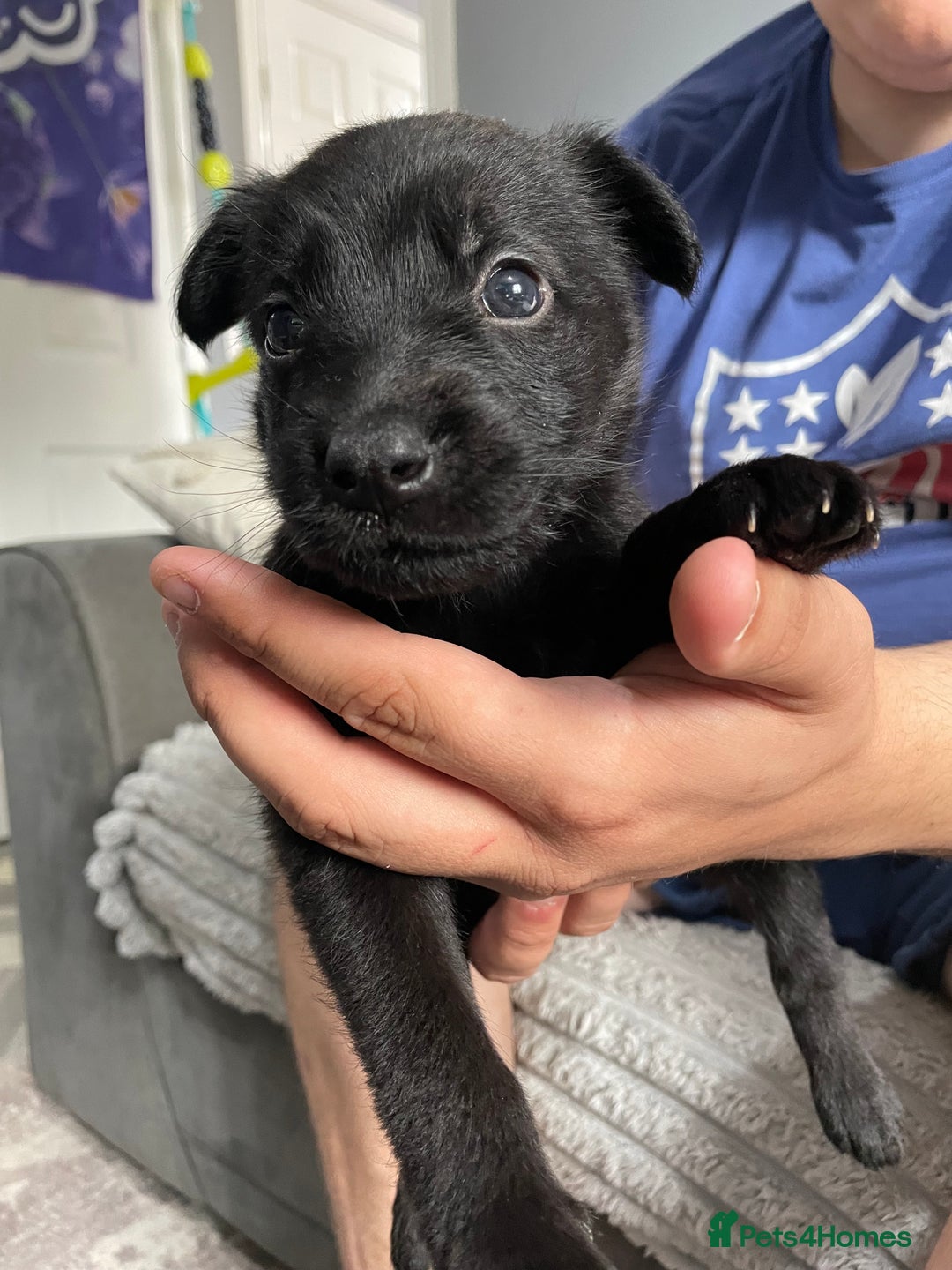 Belgian Shepherd Dog dogs for sale: Belgian malinois puppies - Image 11