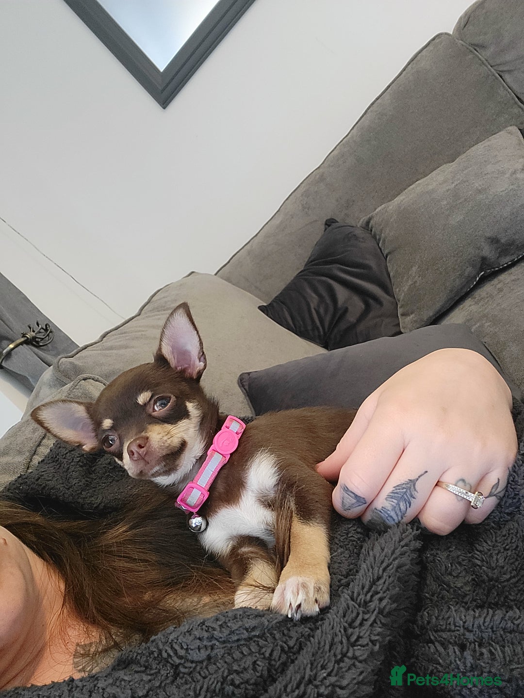 Chihuahua dogs for sale: Chihauhuas For Sale - Image 7