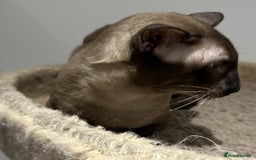 Siamese cats for sale: Handsome Seal Point Male - Active Register - Image 5